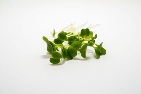 Broccoli