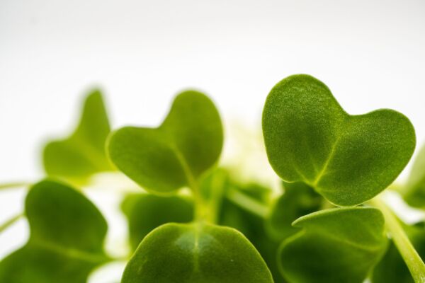 Broccoli - Image 2