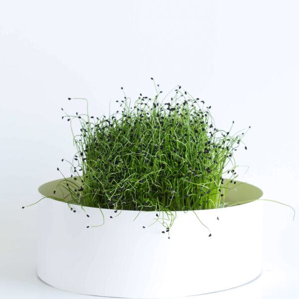 Leeks - Image 3