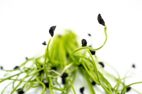 Leeks - Image 2