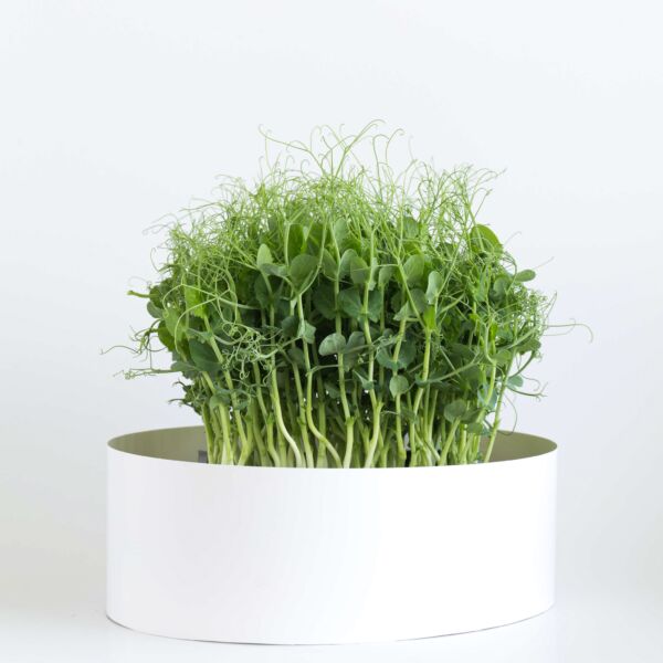Pea Tendrils