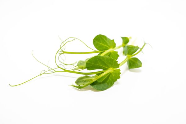 Pea Tendrils - Image 3