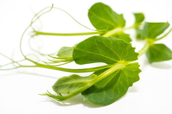Pea Tendrils - Image 2