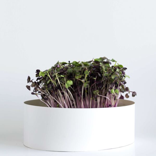 Purple Radish - Image 3