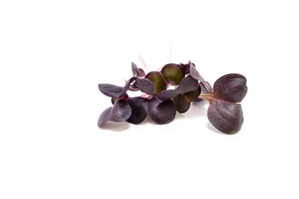 Purple Radish