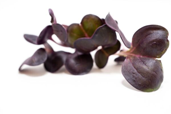 Purple Radish - Image 4