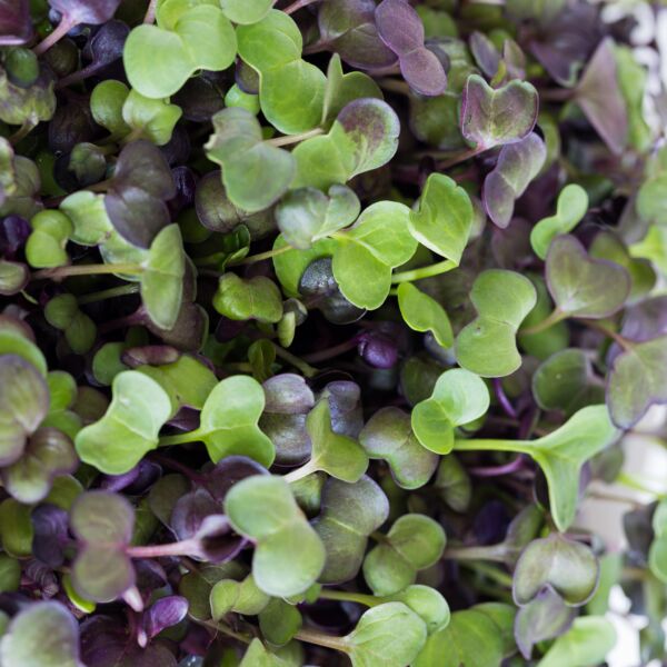 Purple Radish - Image 2