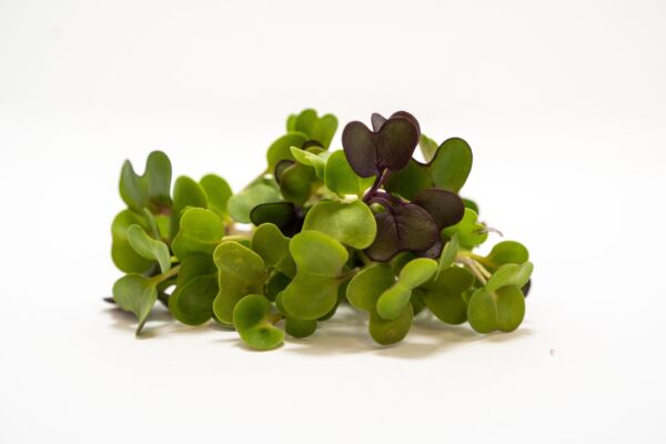 Salad Mix