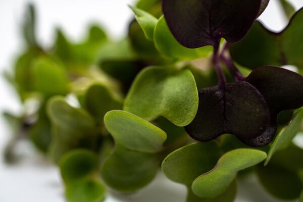 Salad Mix - Image 3