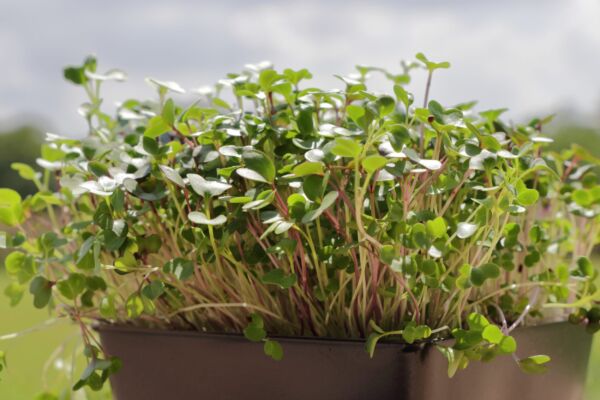 Salad Mix - Image 2