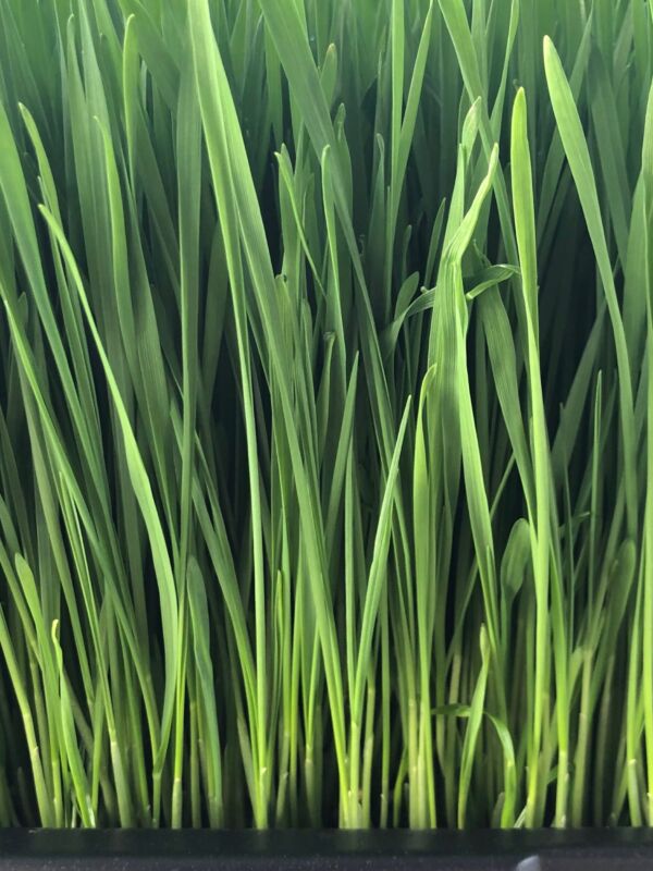 Wheatgrass - Live Tray