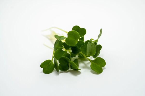 Arugula