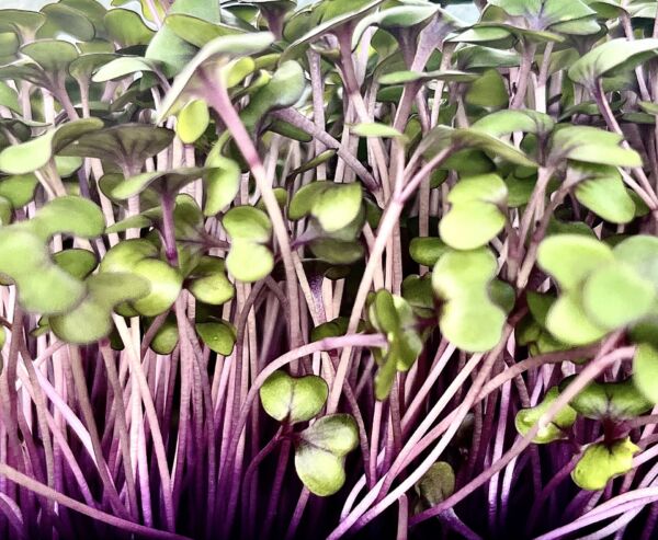 Purple Cabbage
