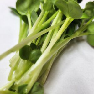 Daikon Radish