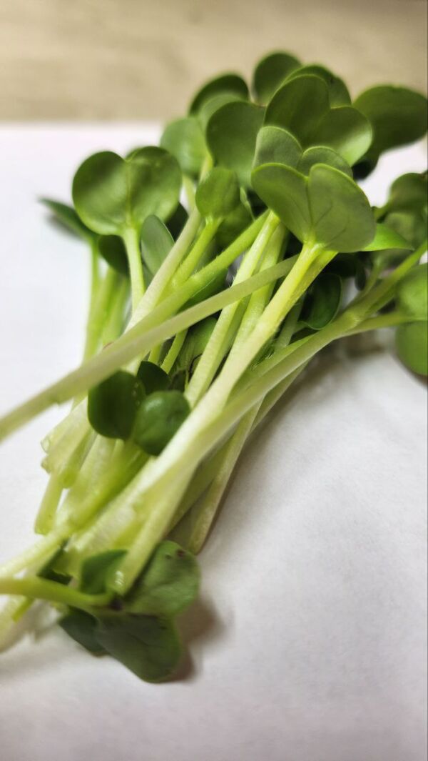 Daikon Radish